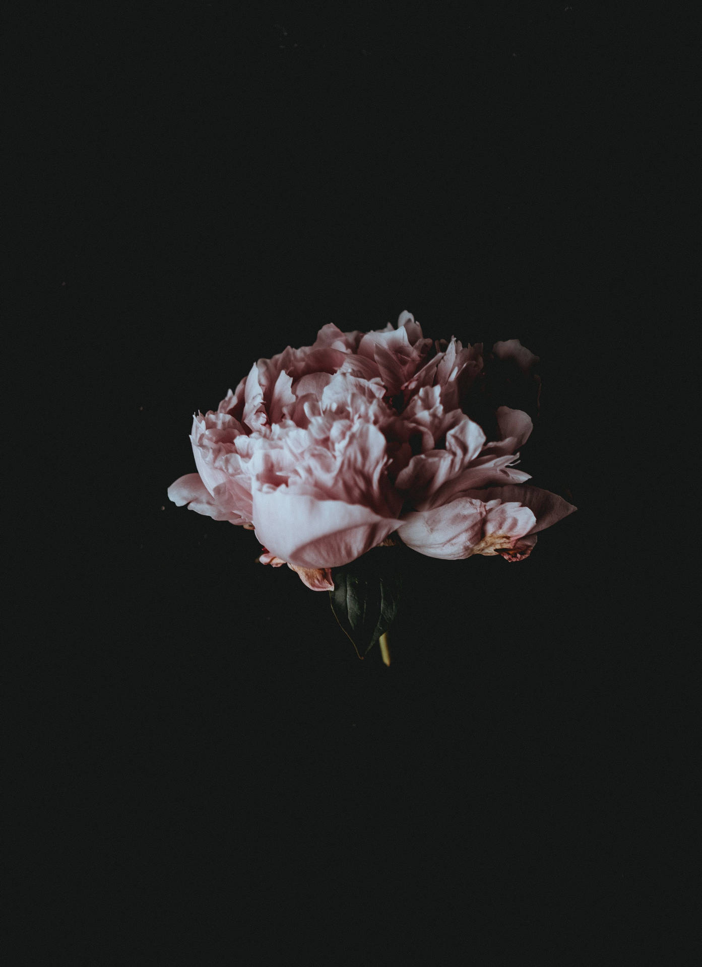 Pink Peony Dark HD Flowers Wallpaper