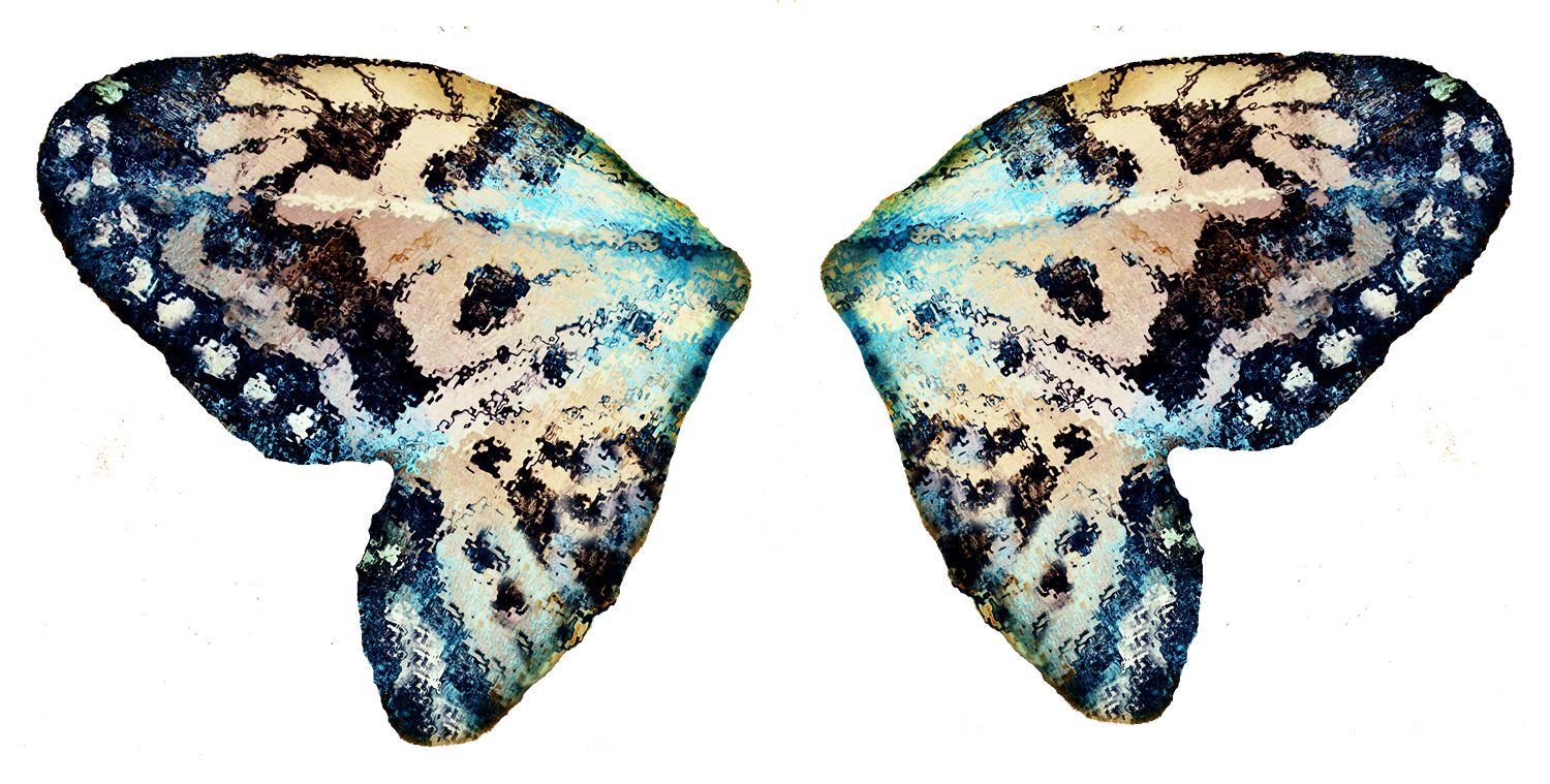 Butterfly Wings HD Wallpaper Animals Wing