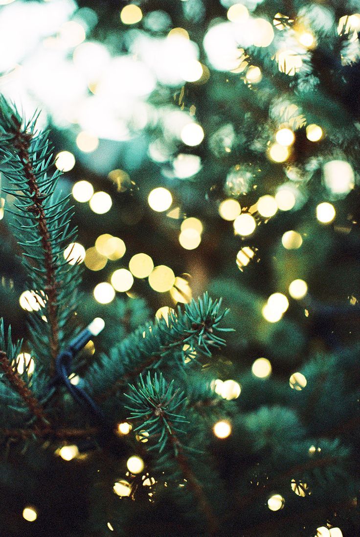 Pine Trees Lights Christmas wallpaper Christmas lights