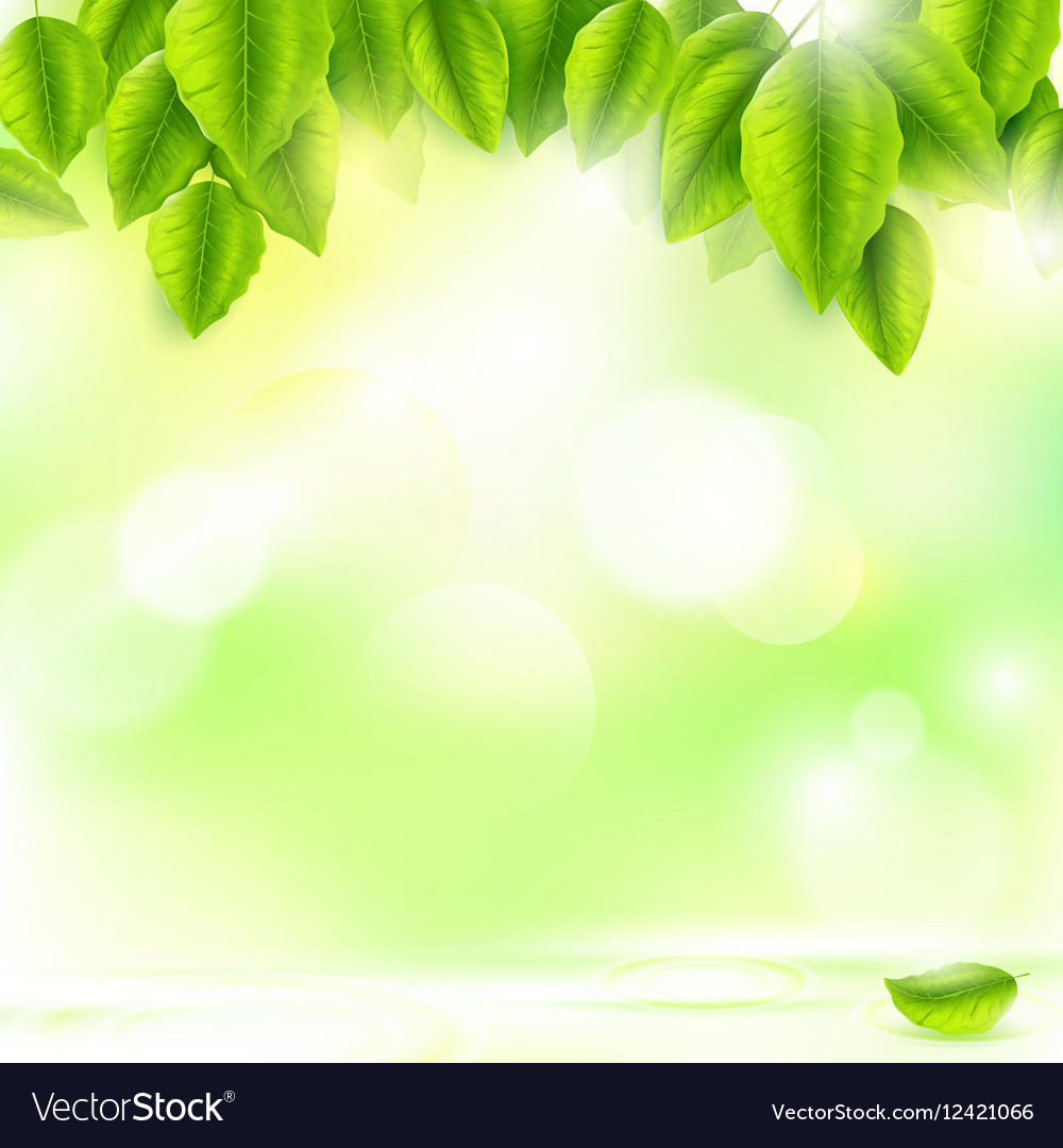 Green leaves with abstract natural background Vector Image 1000x1080