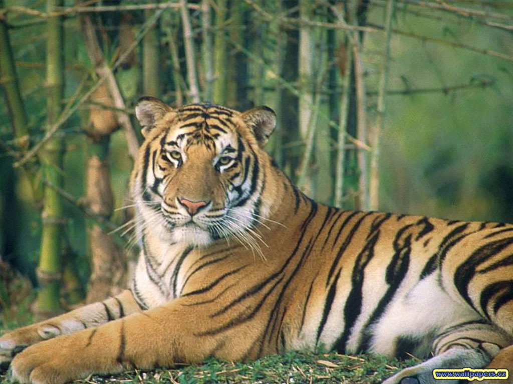 Tiger Wallpaper Tigers