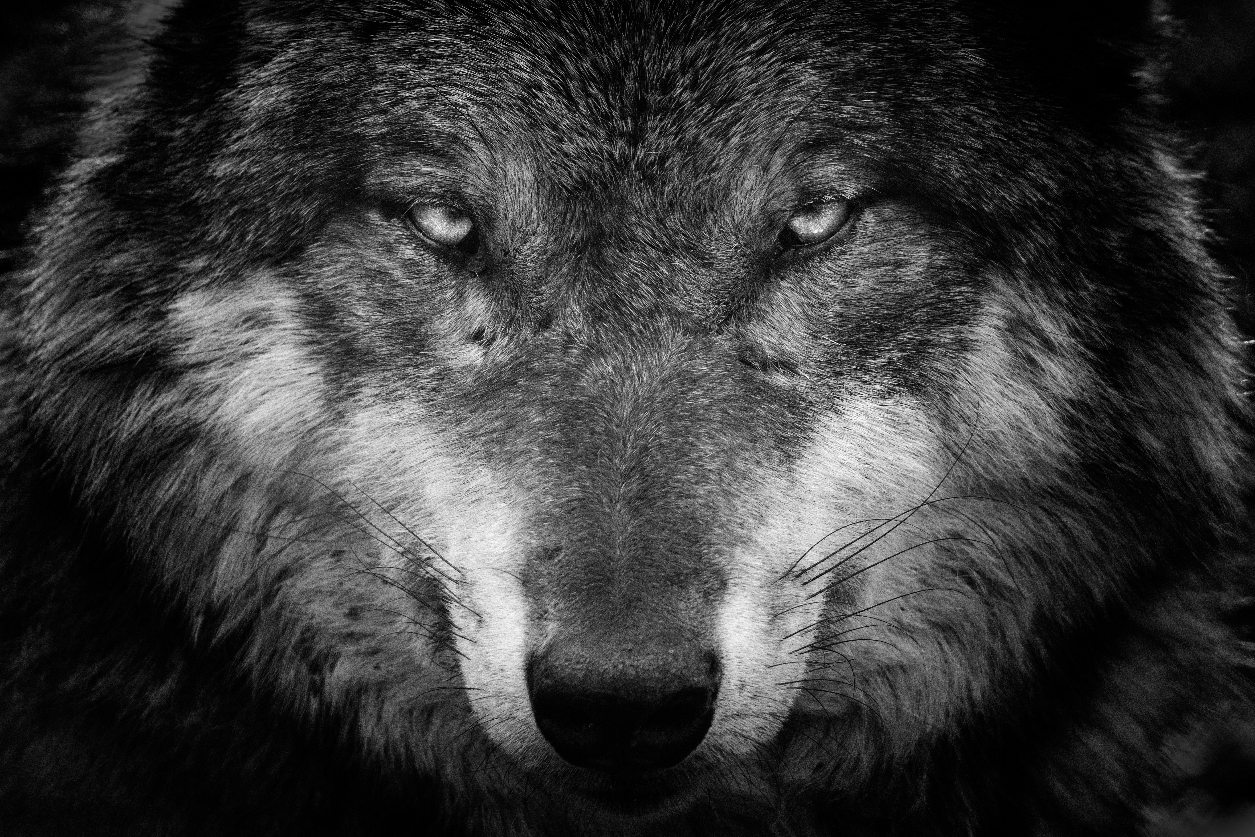 Close-up black and white portrait of a majestic wolf, staring intensely with piercing eyes. The image captures the intricate details of the wolf's fur and features, creating a powerful and captivating visual