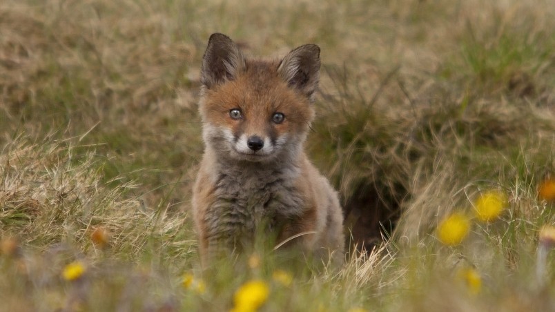 Current Location Home Animals Wild Cute Fox Cub Wallpaper