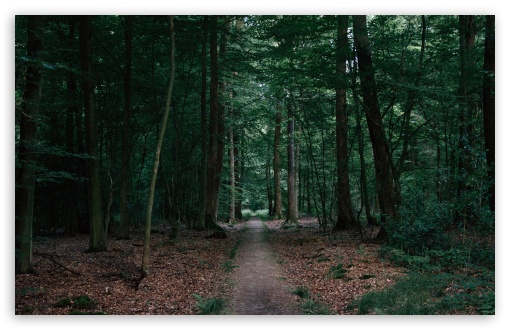 Walking In The Woods HD Wallpaper For Standard Fullscreen Uxga