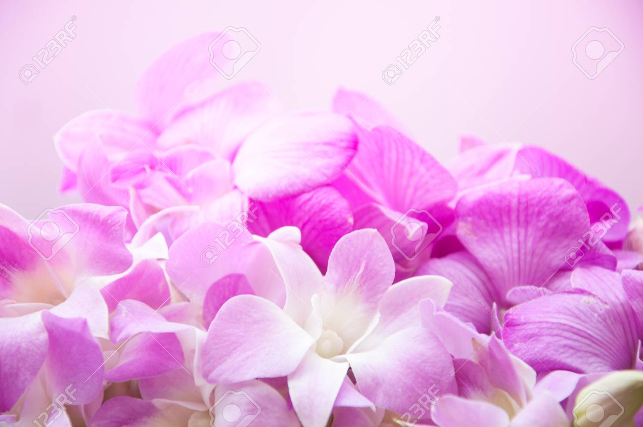 Pink Orchid Flower Background Stock Photo Picture And Royalty
