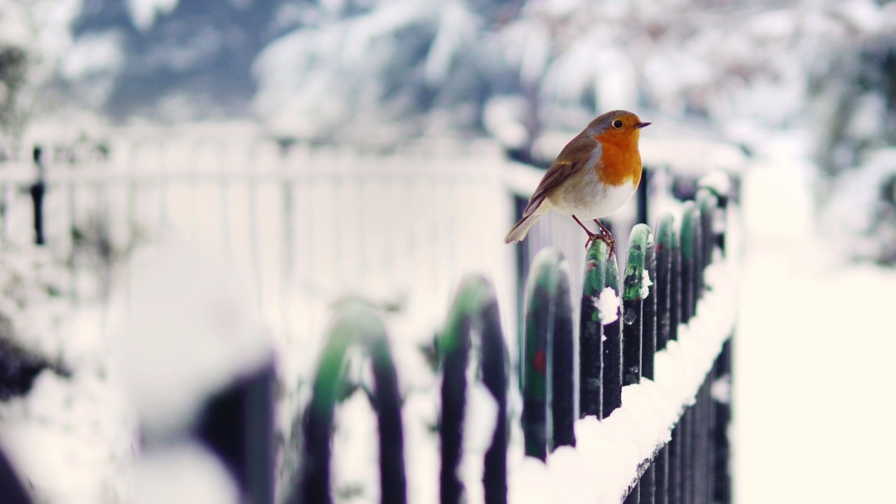 Get Bird In Winter Wallpaper Wide Screen Ratio For Set