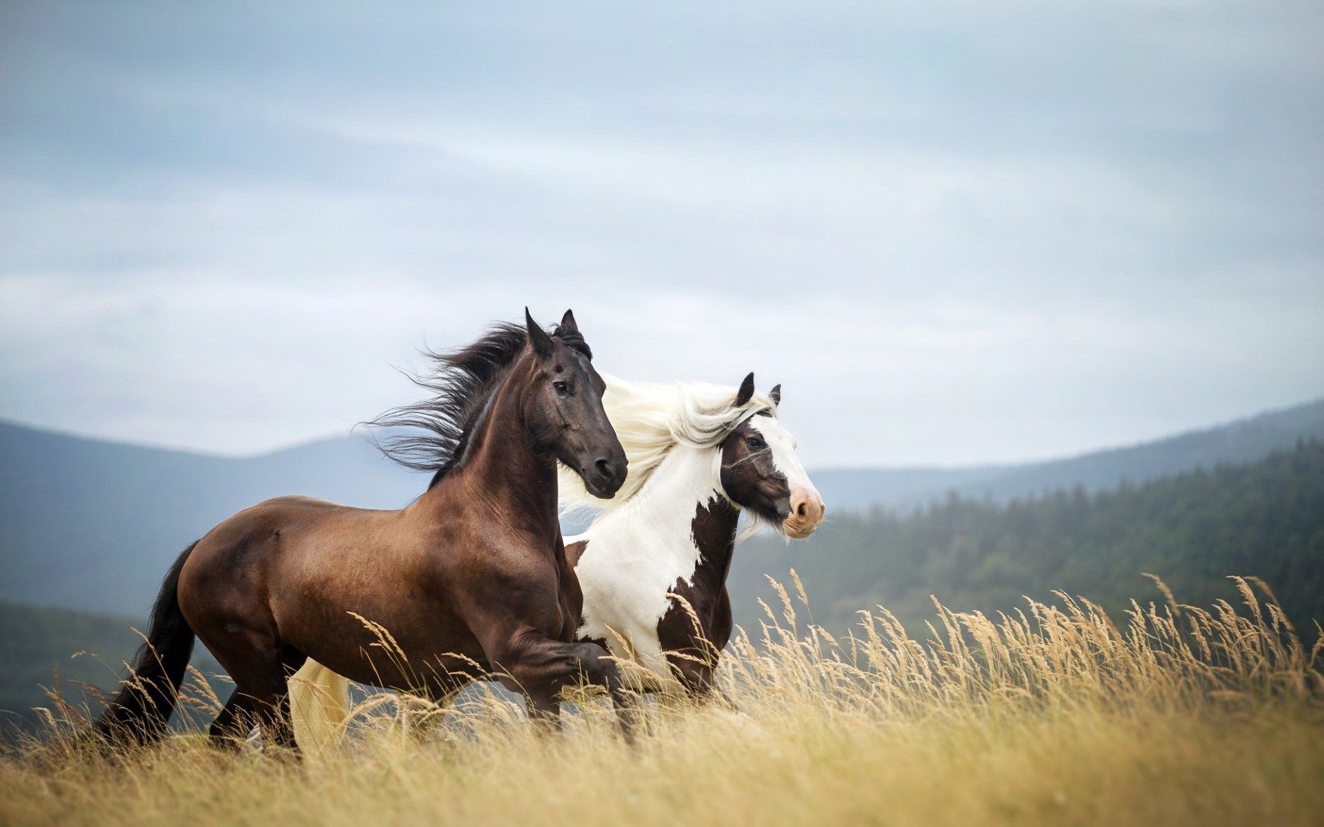 Two majestic horses galloping through a golden field with mountains in the background