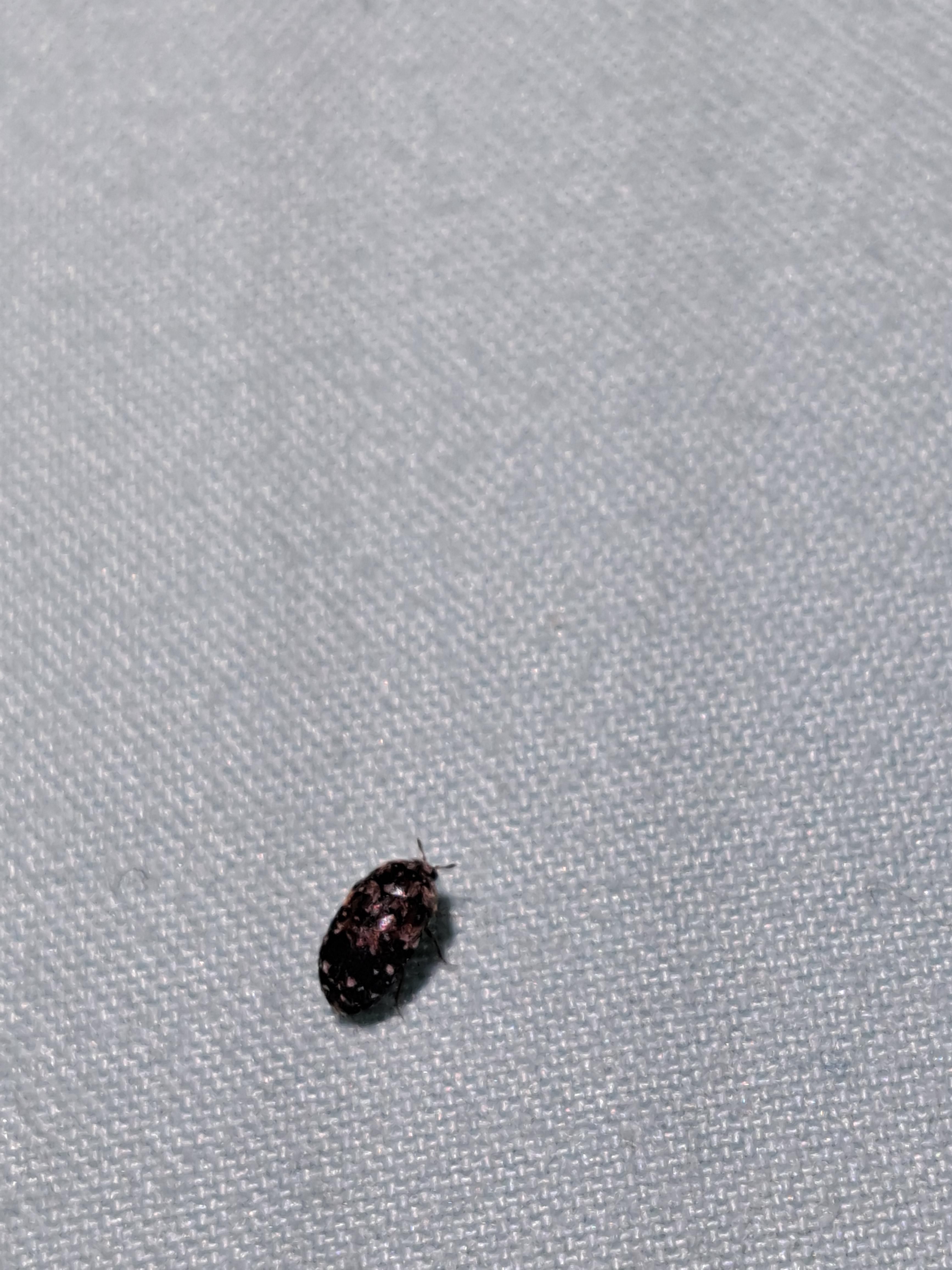 Carpet Beetle Found This On My Bed Wallpaper