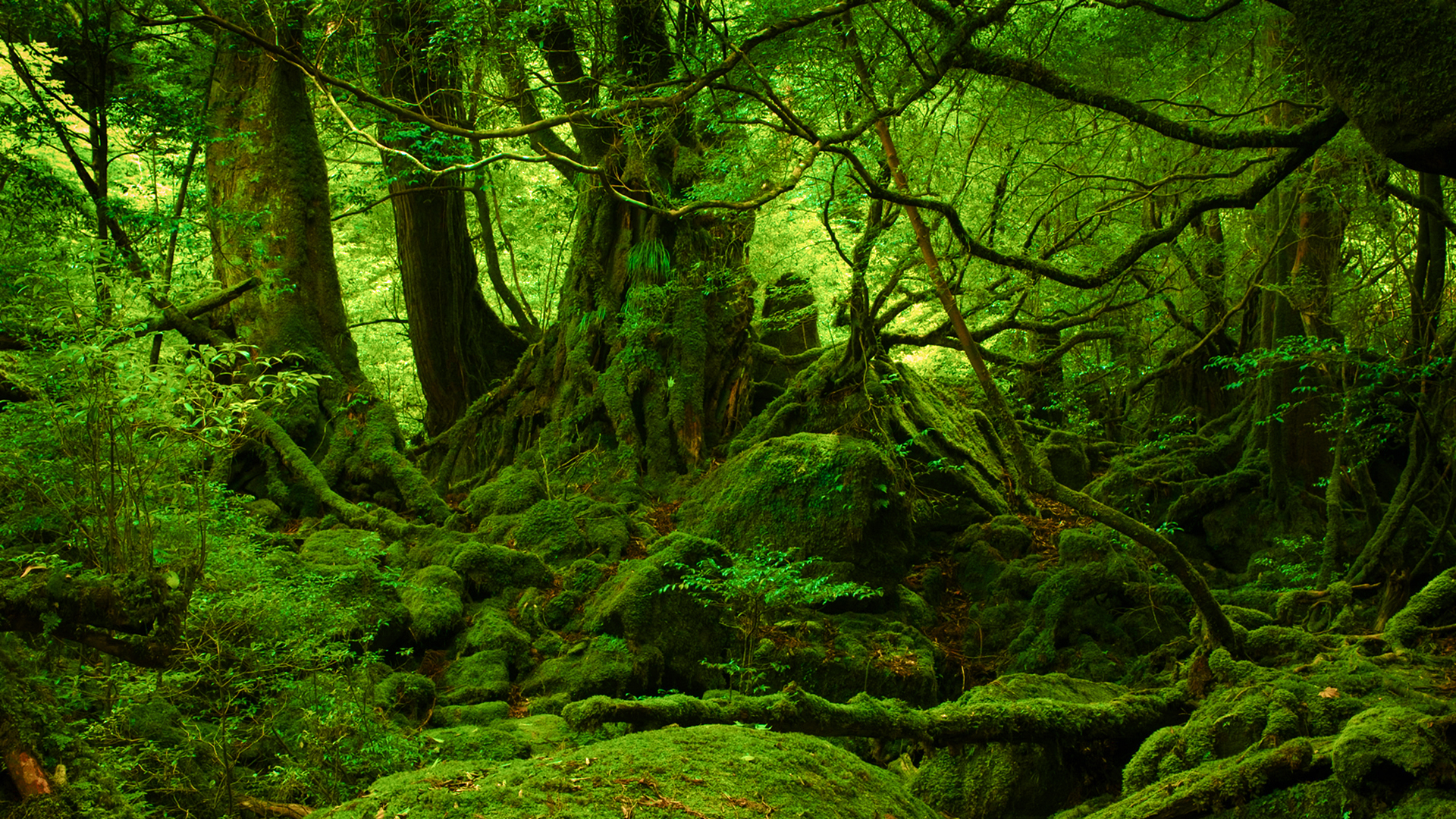 Green Moss Forest HD Wallpaper Id