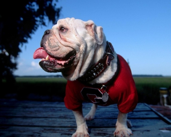 Mascot For University Of Georgia Animal Bulldog Sky