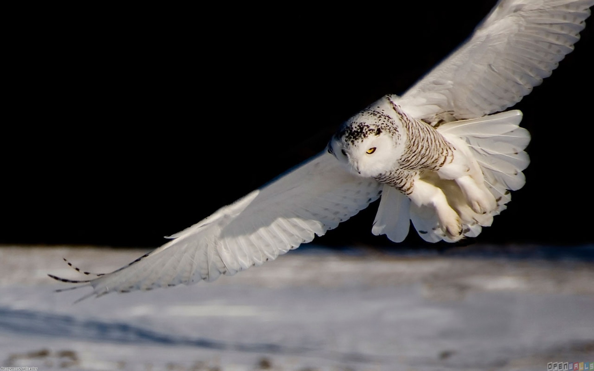 White Owl Flying Wallpaper HD Wallpapermine