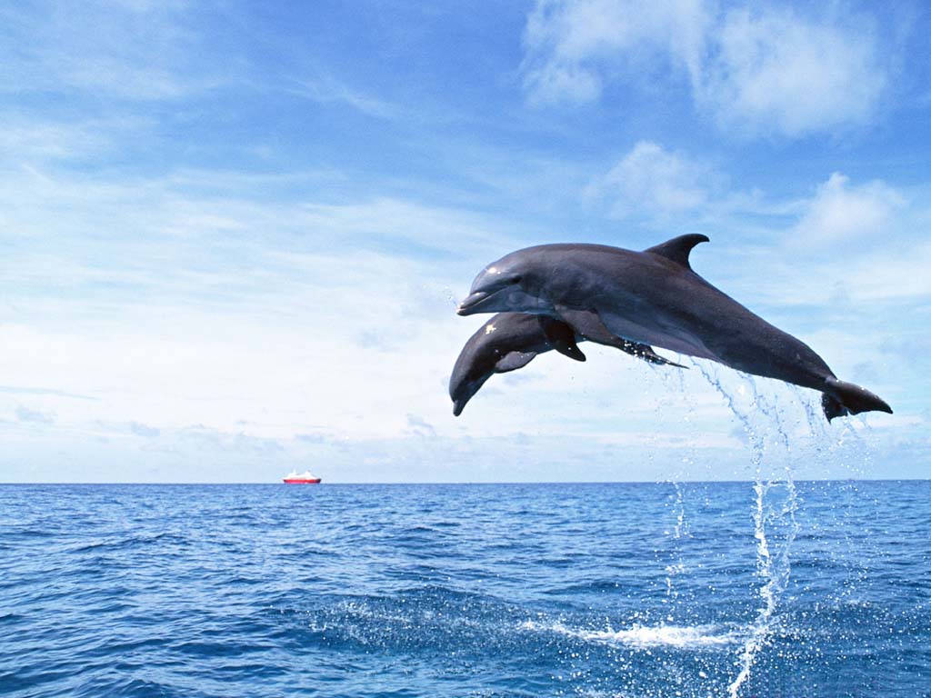 Pictures Dolphin Wallpaper Car