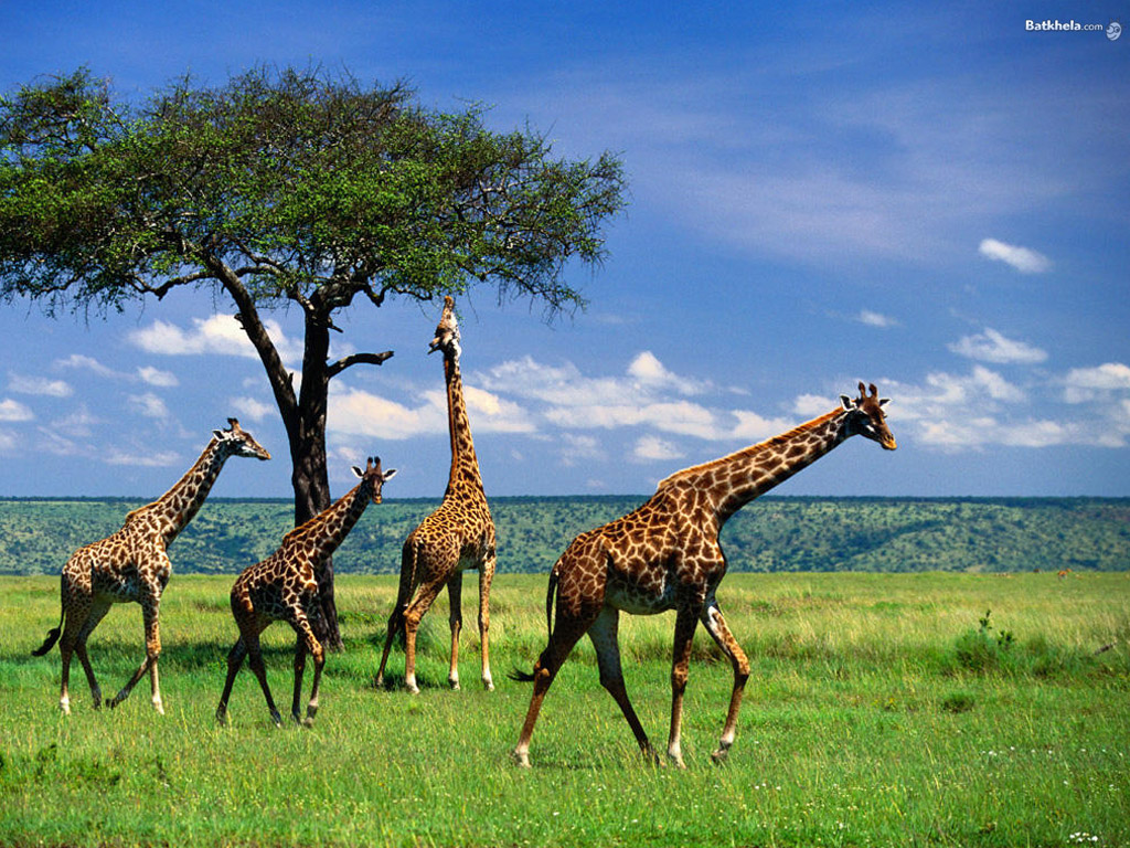 The Animal Kingdom Giraffe