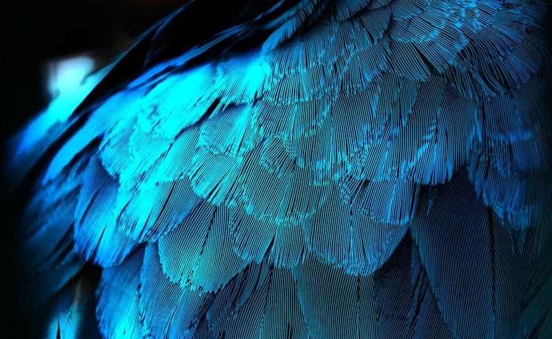 Bird Blue Feathers Abstract Photography HD Desktop Wallpaper