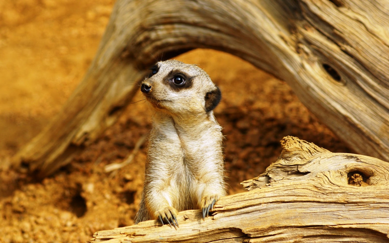 Meerkats Wallpaper Fun Animals Wiki Videos Pictures Stories