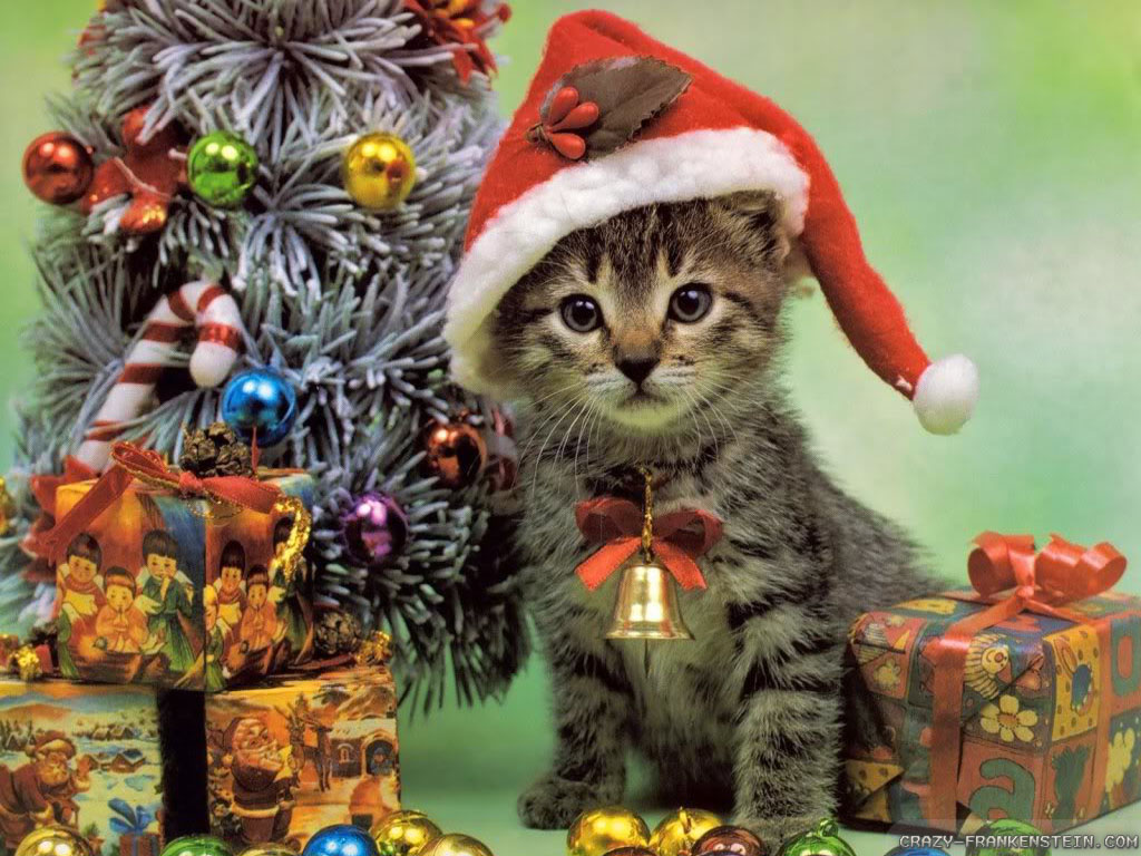 Christmas Kitten Cats Wallpaper