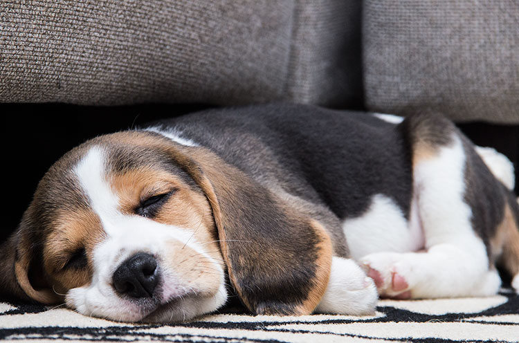 Beagle Puppy Wallpaper Animal Size