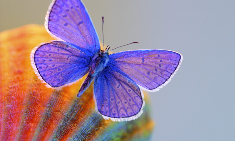 Butterfly 3d Wallpaper Android Apps On Google Play