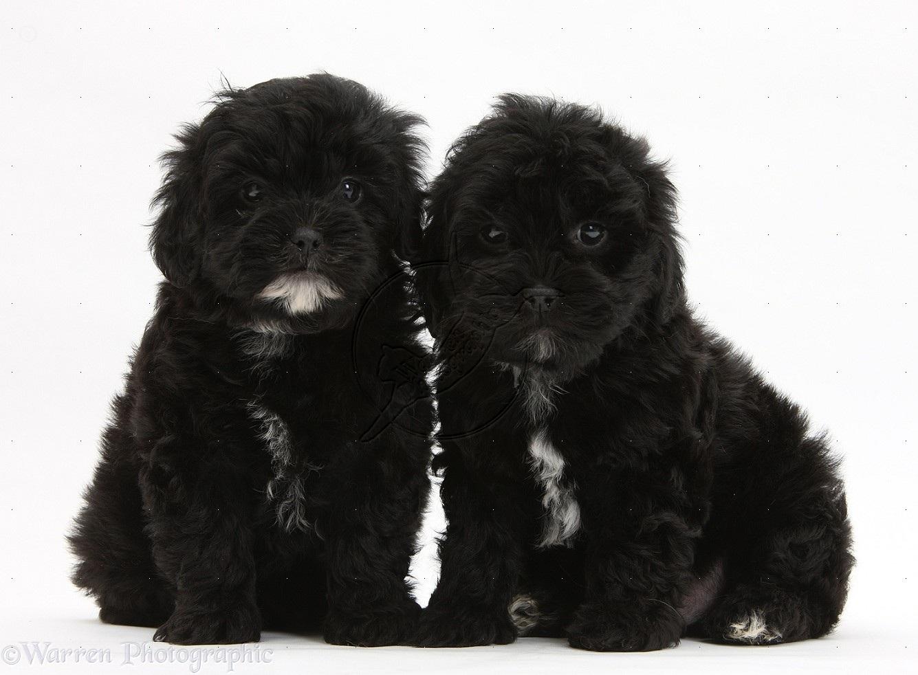 Black Pooshi Poodle Shih Tzu Pups White Background Photo Shared