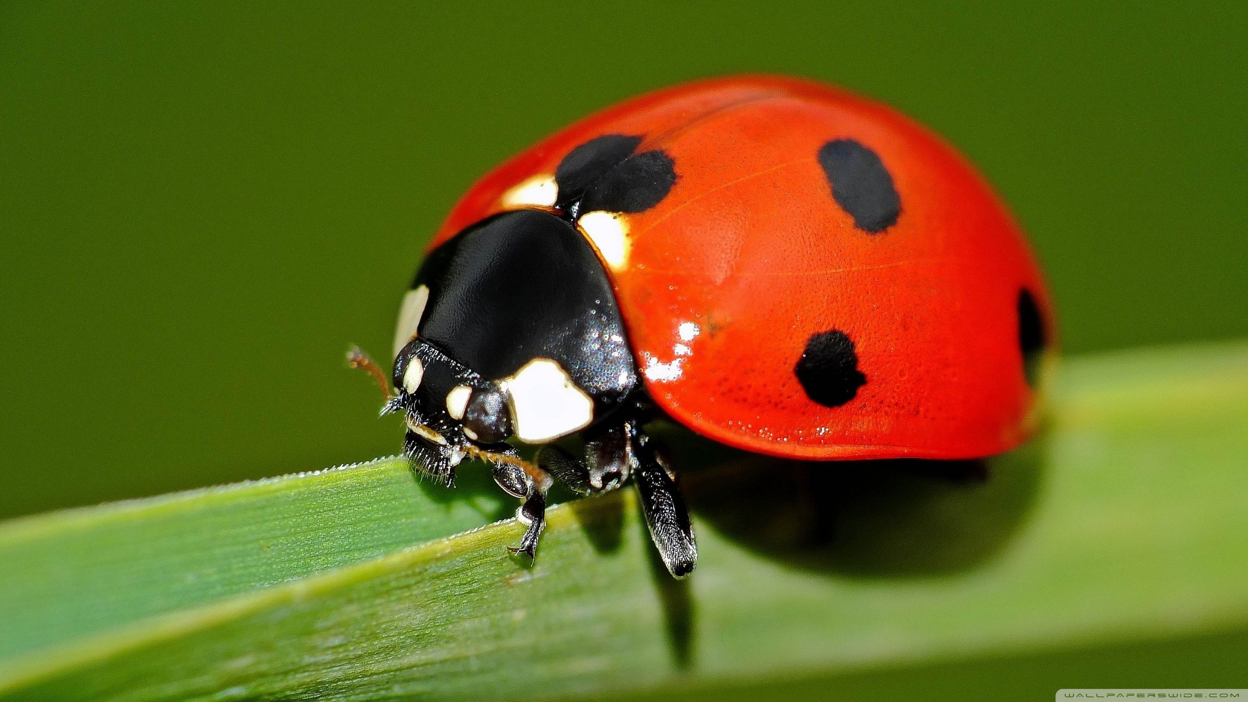 Adorable Ladybird Image HD Quality Best Games Wallpaper In