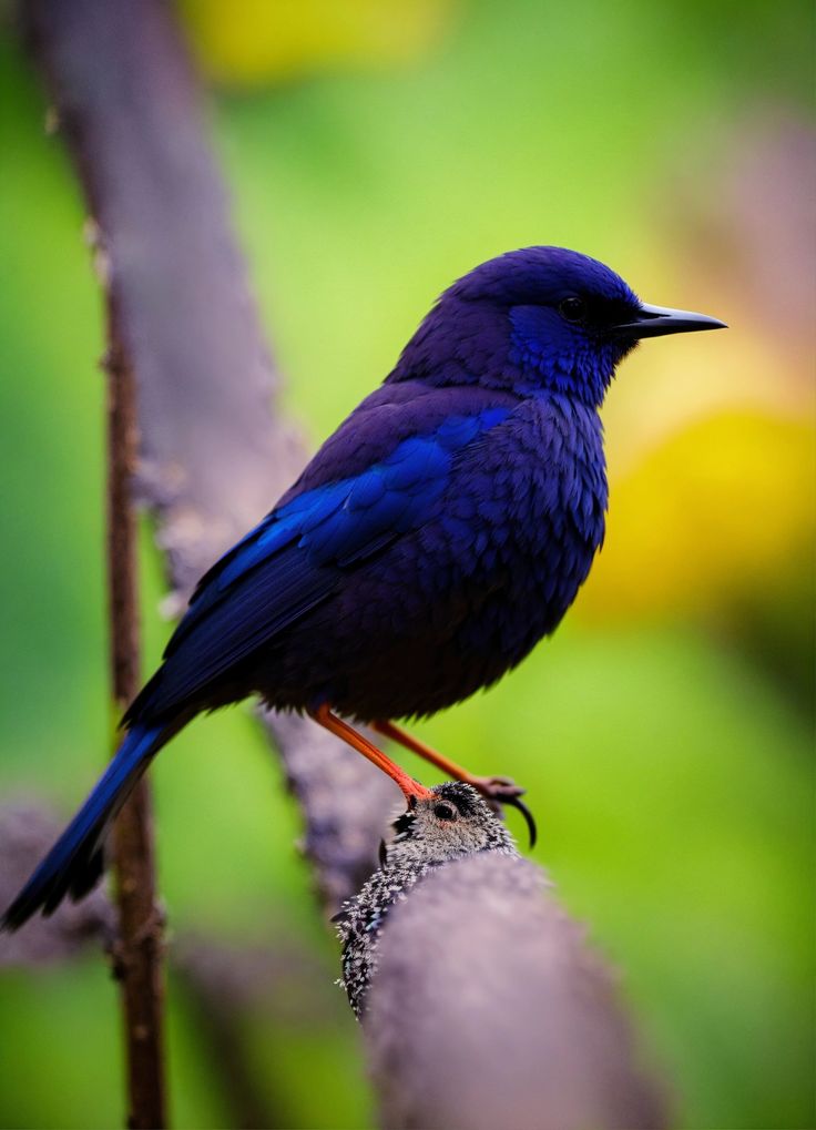 Birds 4k Wallpaper