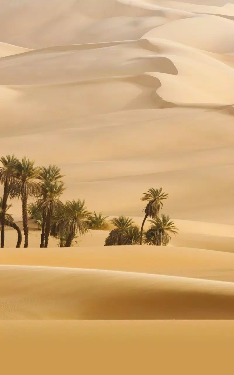 Desert Aesthetic Wallpaper