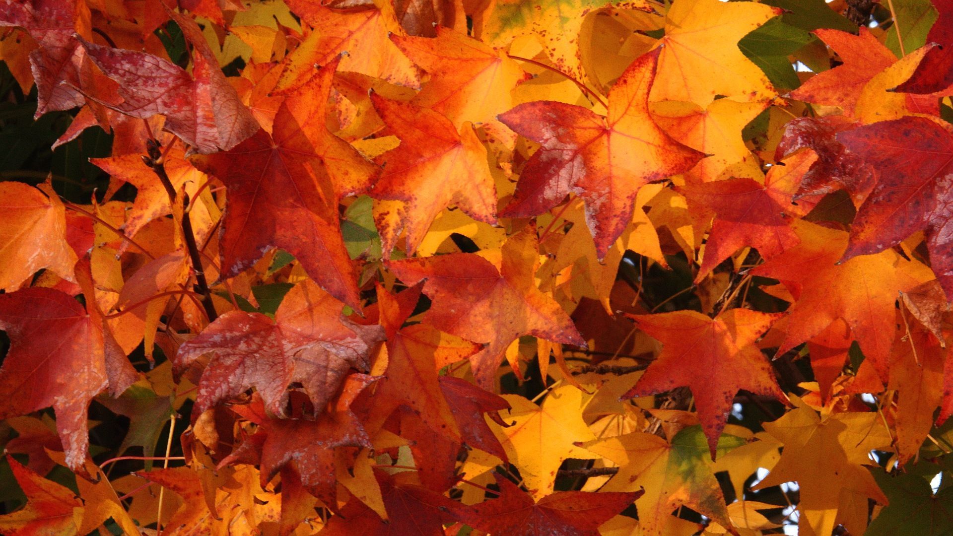 Vivid orange and red maple leaves in autumn, creating a vibrant fall foliage display