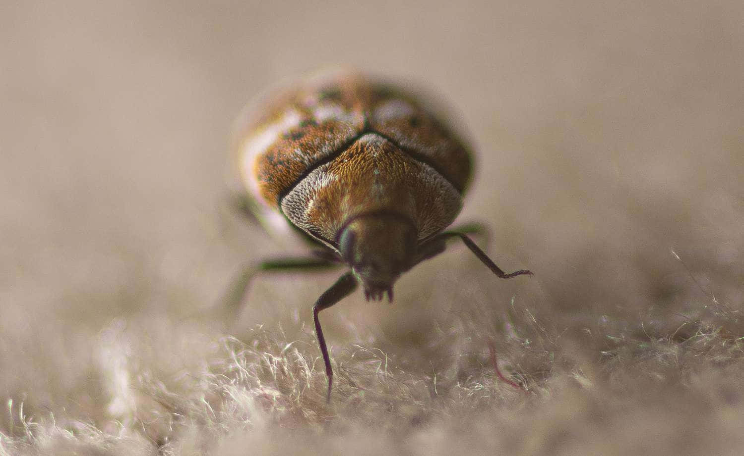 Carpet Beetle Wallpaper