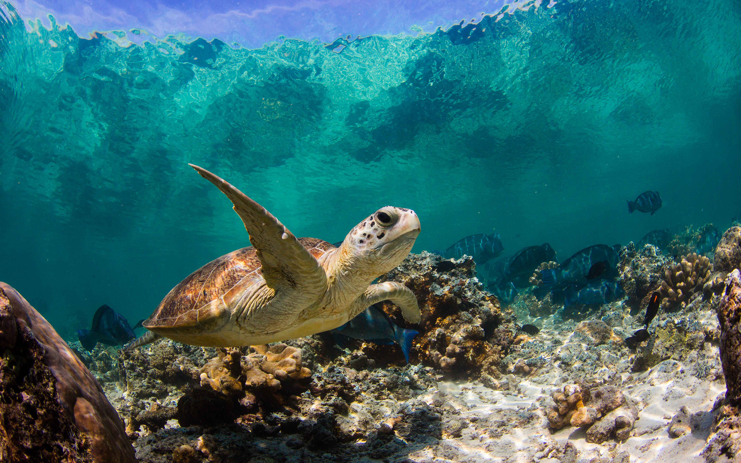 Terralonginqua SiPadan Underwater Turtle Photography Wallpaper