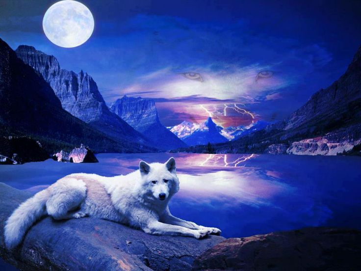 White Snowy Wolf Christmas Wallpaper Photos Videos And More Pi