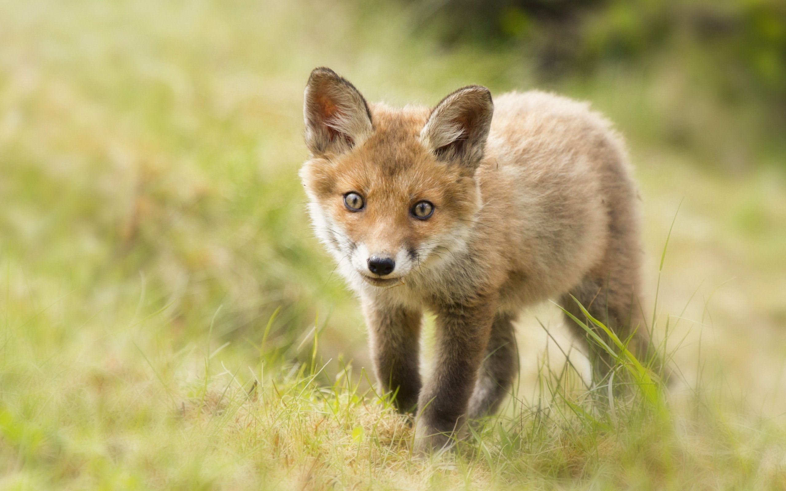 Cute Fox Cub HD Wallpapers