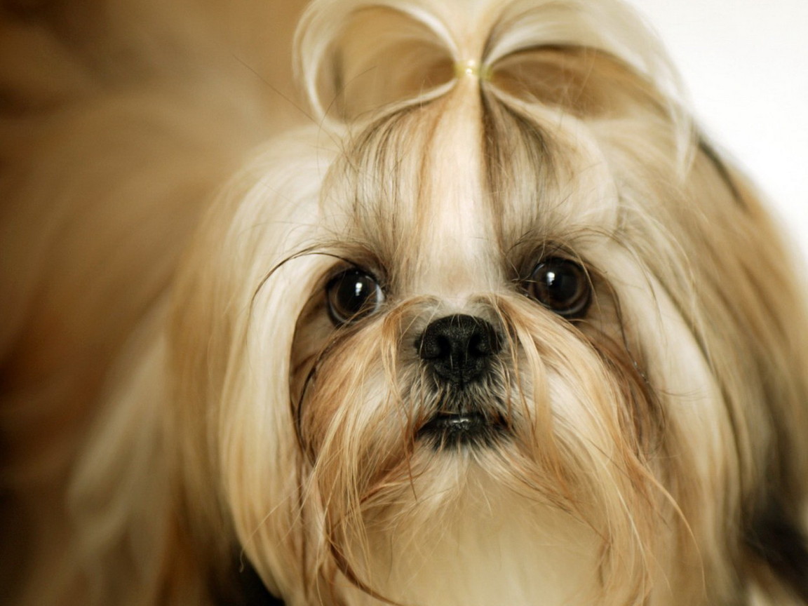 Dogs Animal Wallpaper Pets Shih Tzu