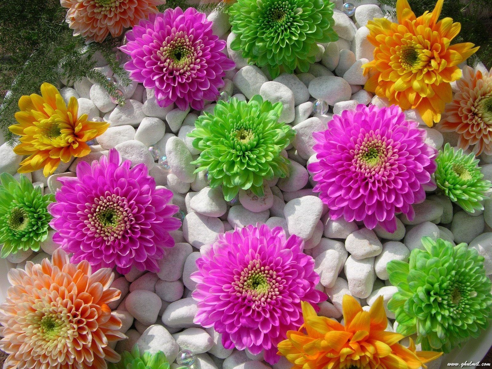 Beautiful Superb Multicolor Flowers Wallpaper For Puters E