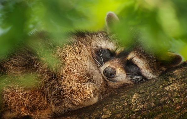 Wallpaper Tree Leaves Raccoon Sleeps Animals