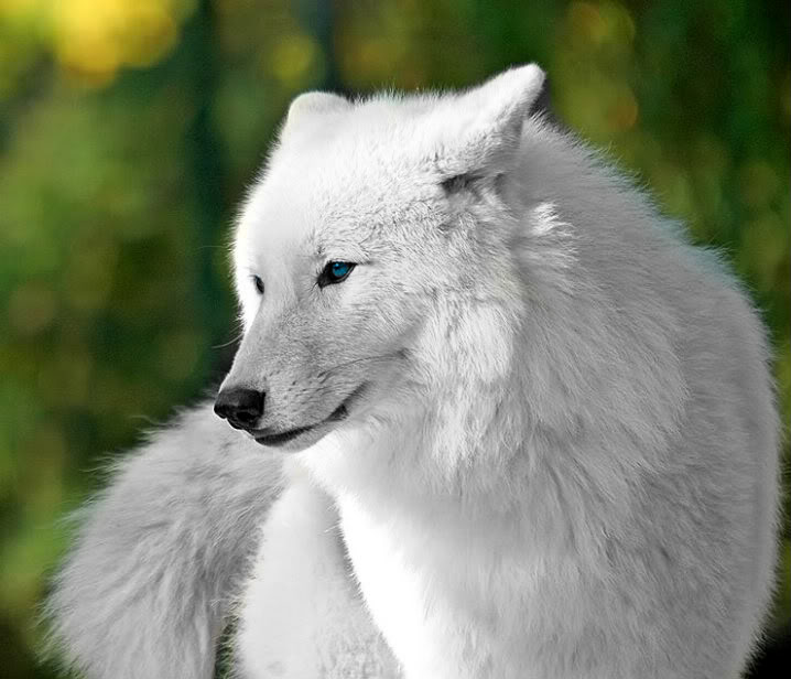 Wolves images Beautiful White Wolf wallpaper and background photos