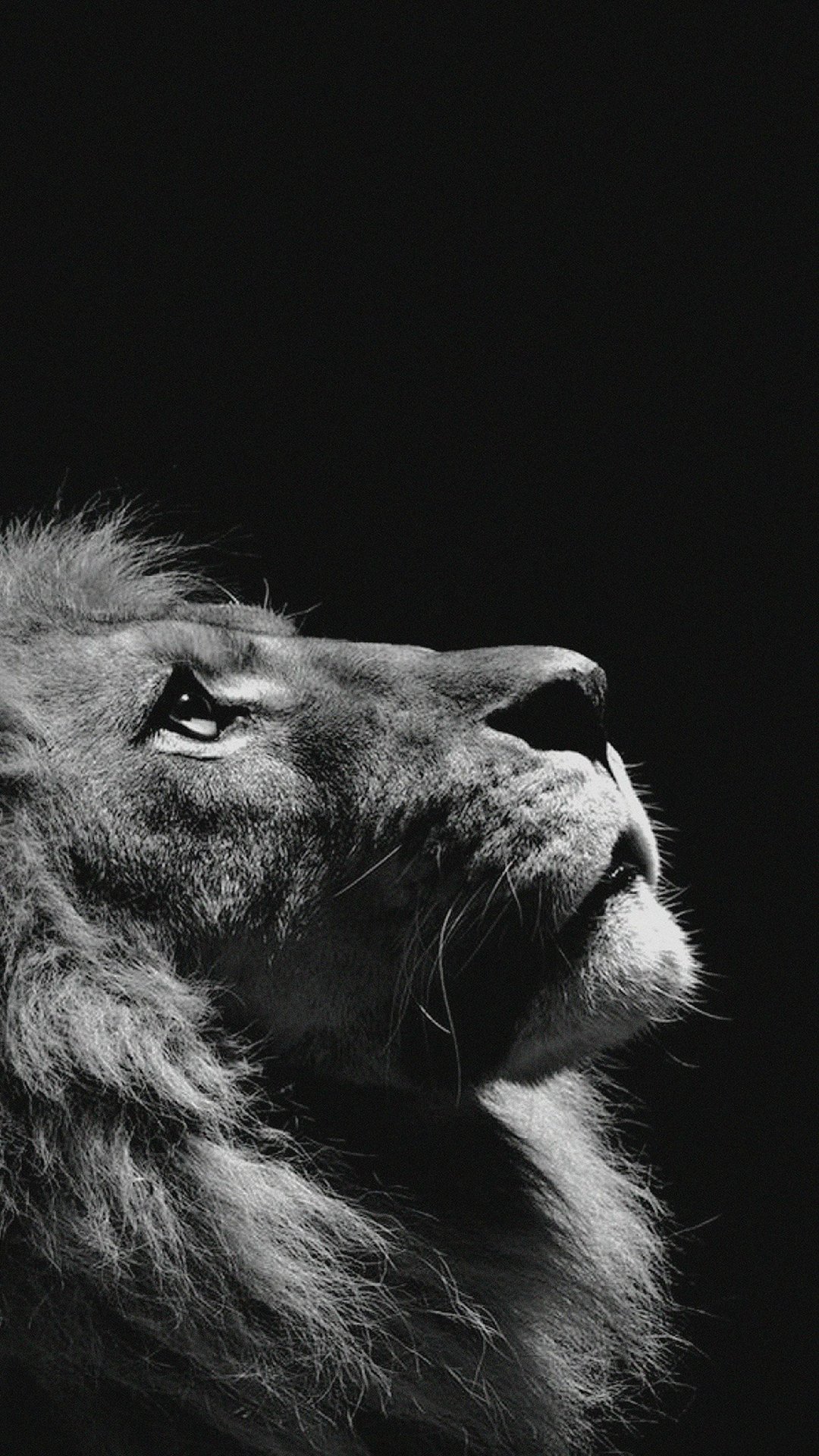 Cute Animals iPhone Wallpaper You Would Love To