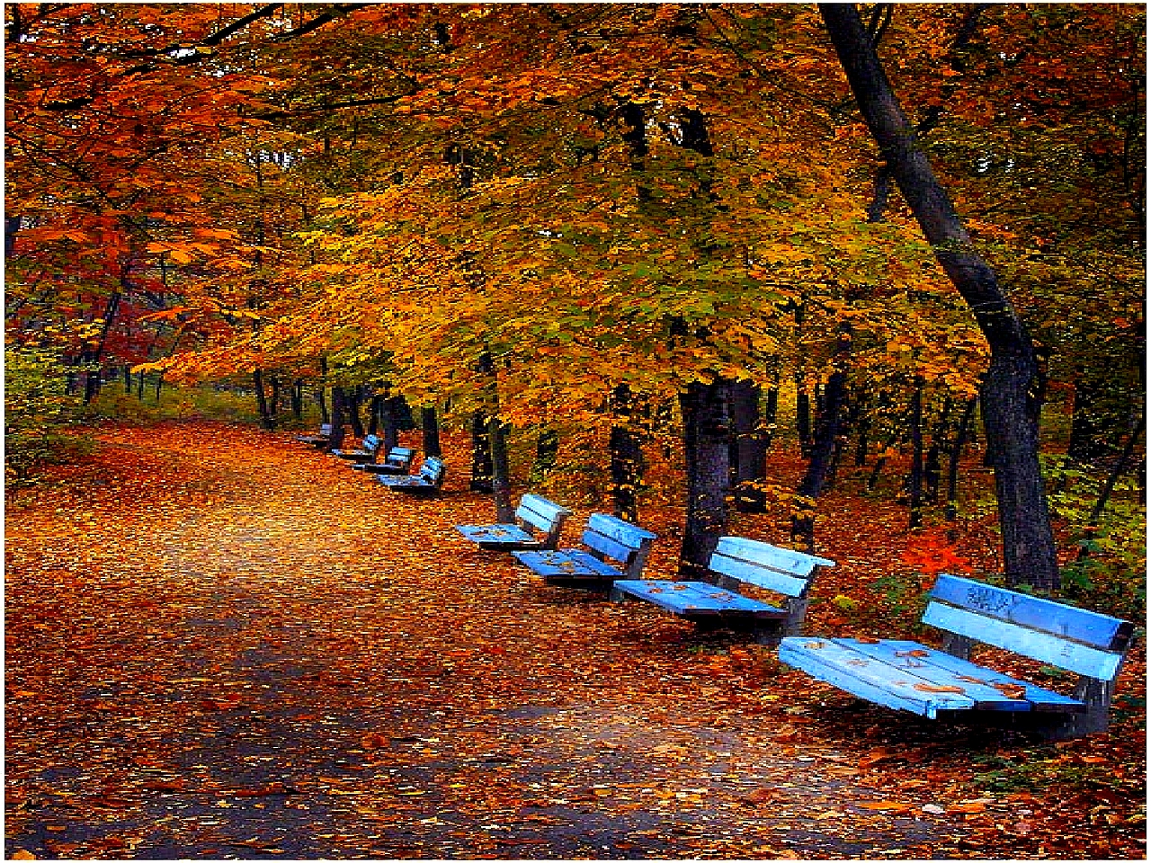Fall Trees Desktop Background Wallpaper