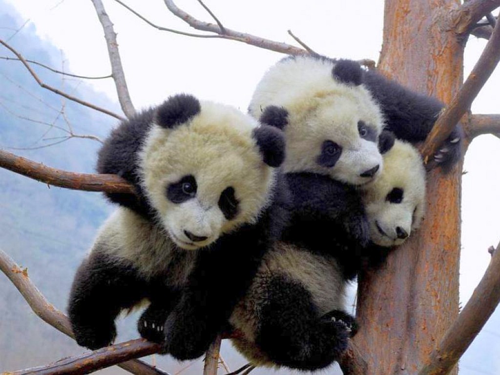 Baby Pandas 1024x768