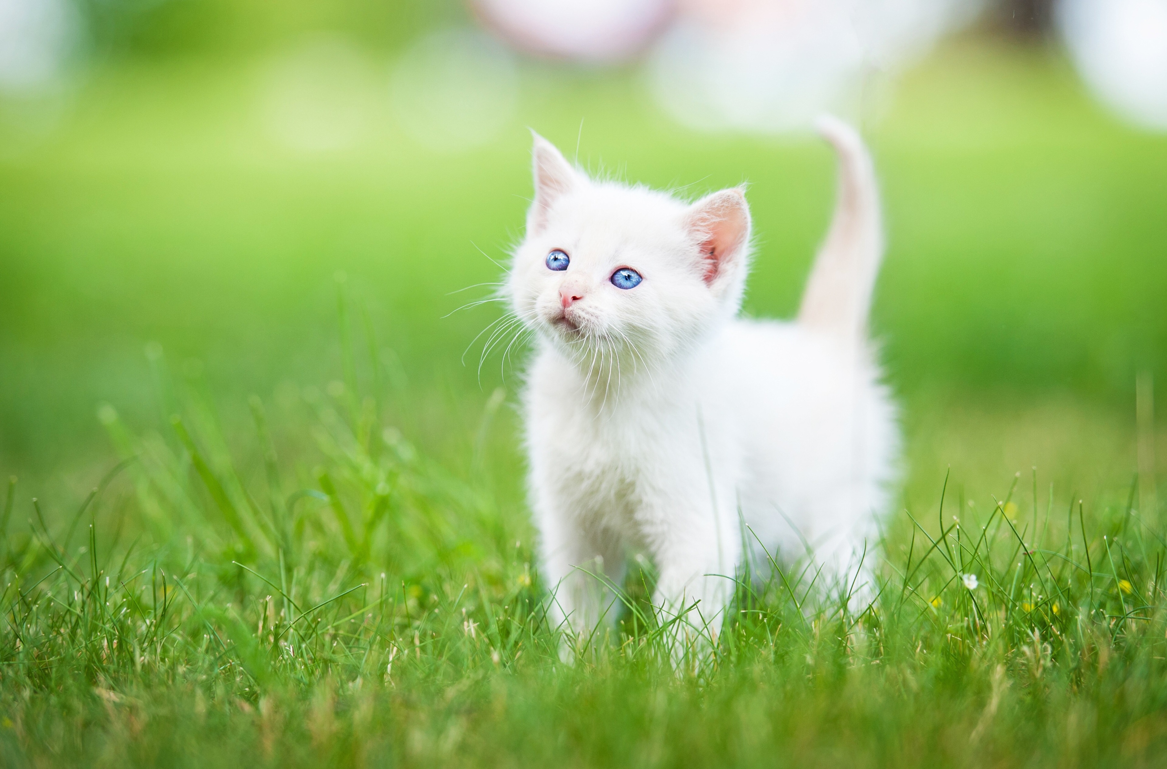 A fluffy white kitten with striking blue eyes explores a vibrant green grassy field
