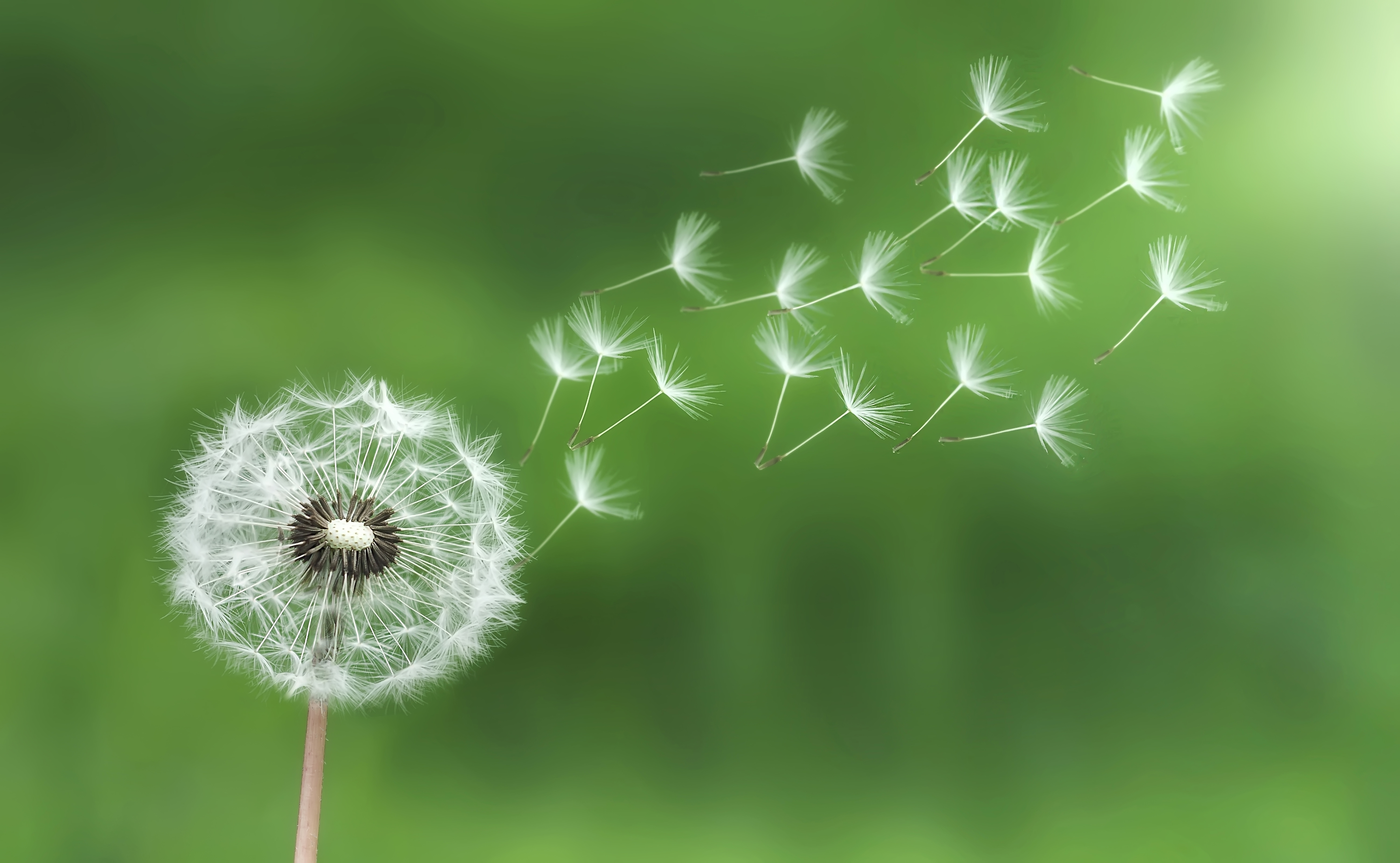 Blowing Dandelion Photography Weed Seeds