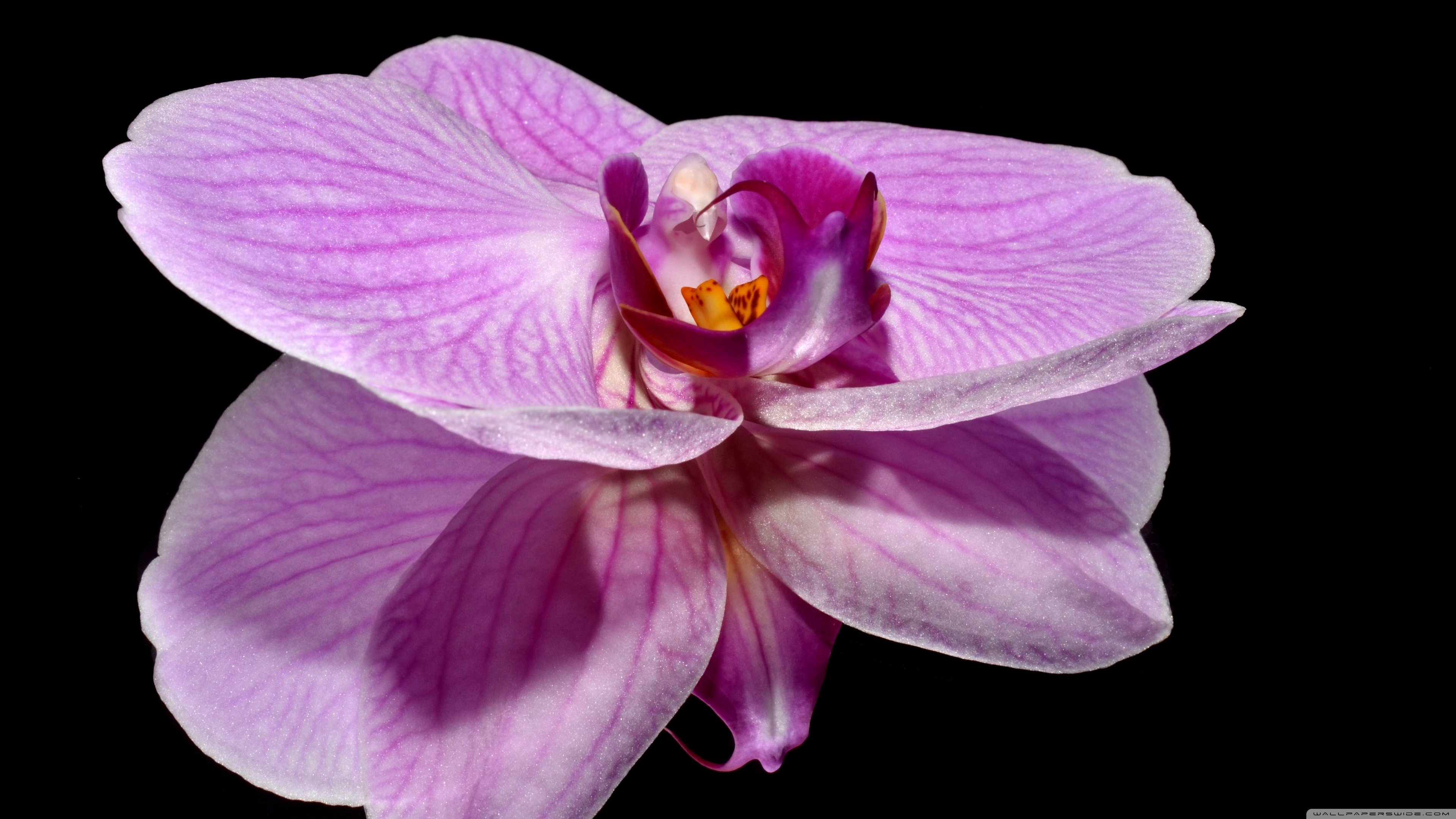 Purple Orchid Flower Reflection 4k HD Desktop Wallpaper For