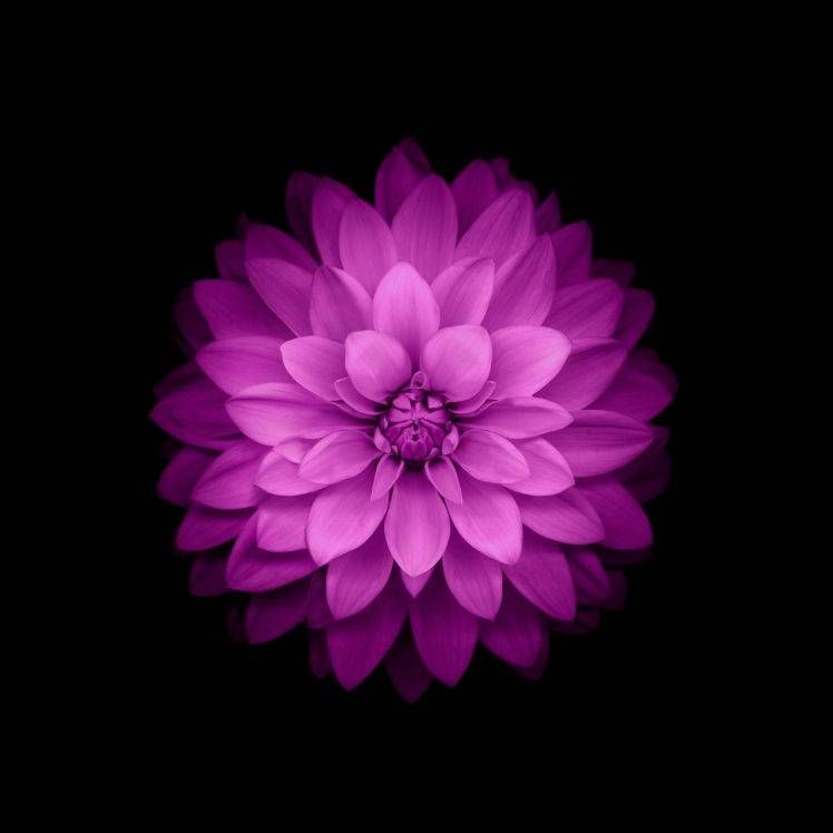 Flowers Ios Purple HD Wallpaper Desktop Background