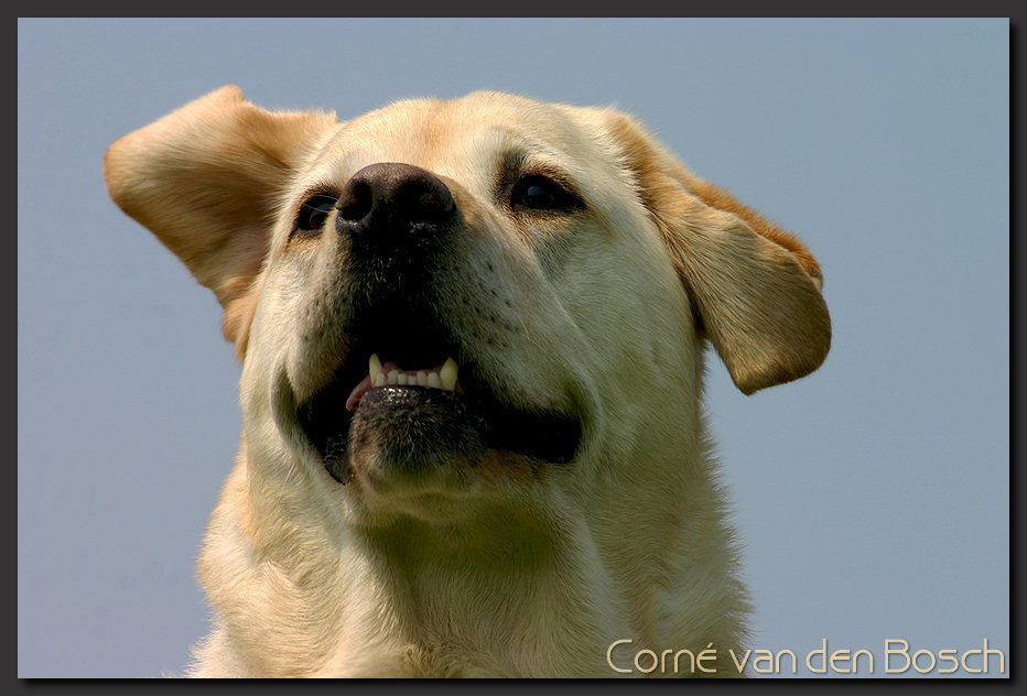 Labrador Retriever Hond Dog Wallpaper Background Achtergrond