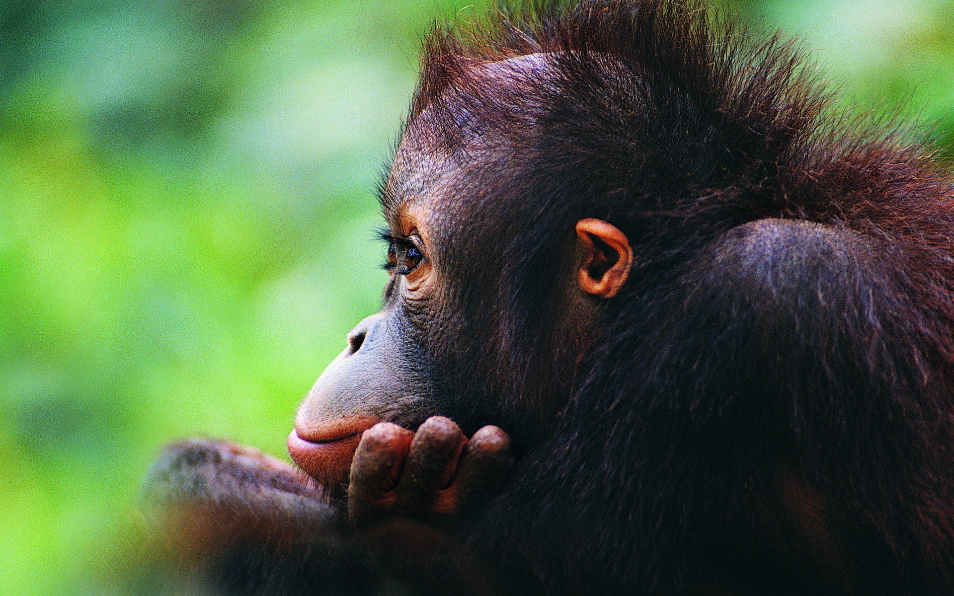 Orangutan Puter Wallpaper Desktop Background