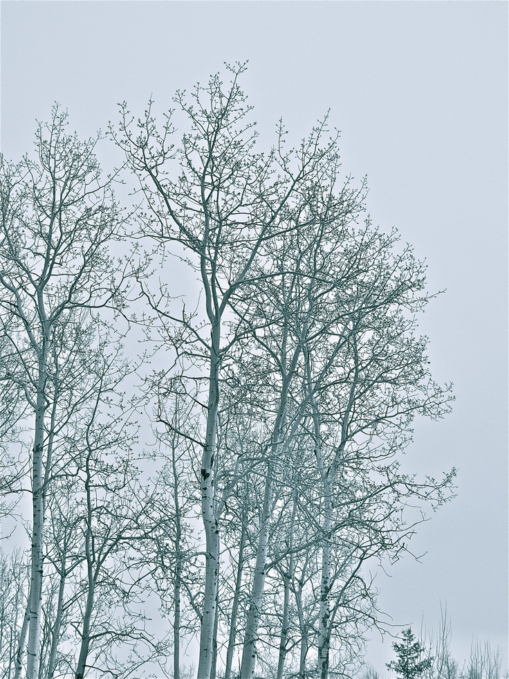 Free download Birch trees Thorsby Alberta CANADA Photographed by