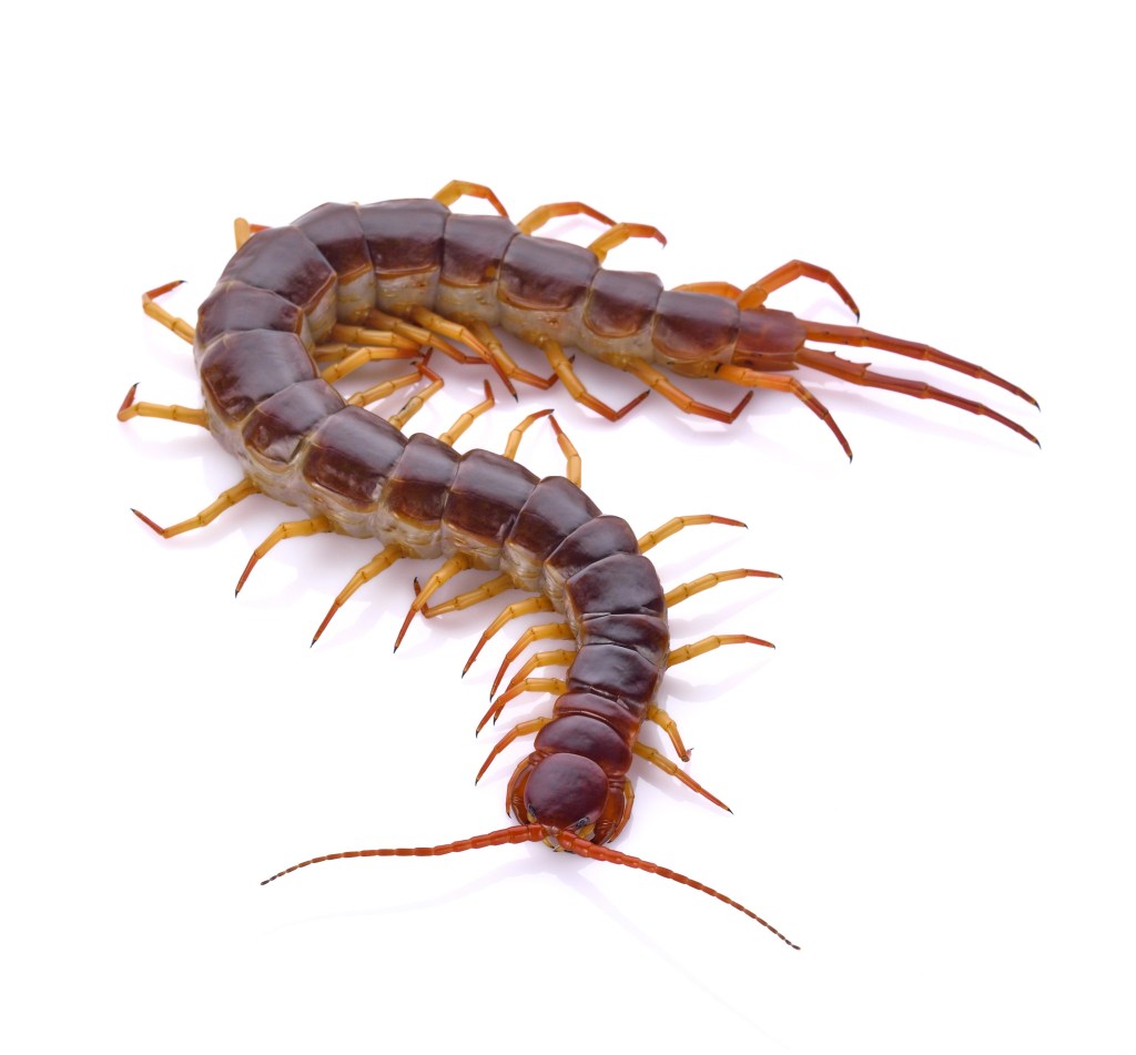 Centipede Facts Pest Control Burns Elimination
