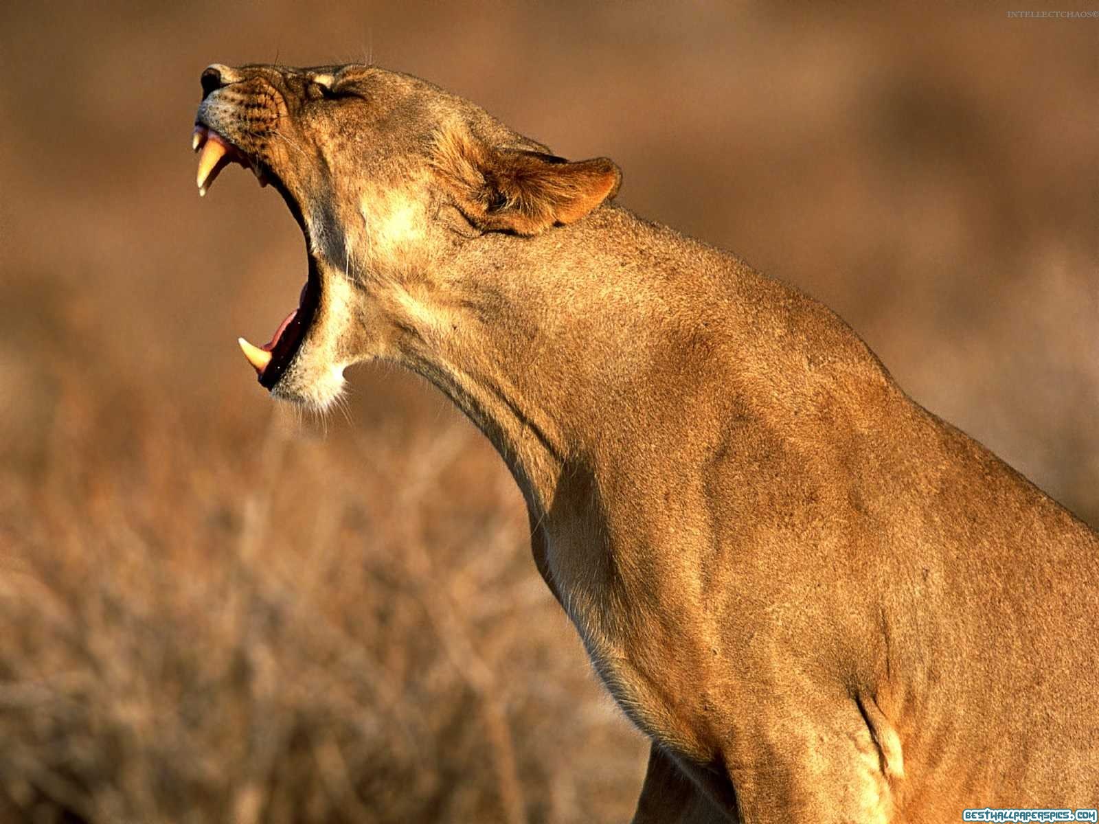 Wild Lions Animal Pictures National Fight