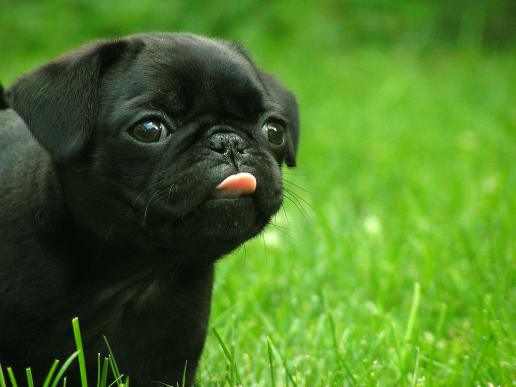 Carlino Pug Best HD Wallpaper All About