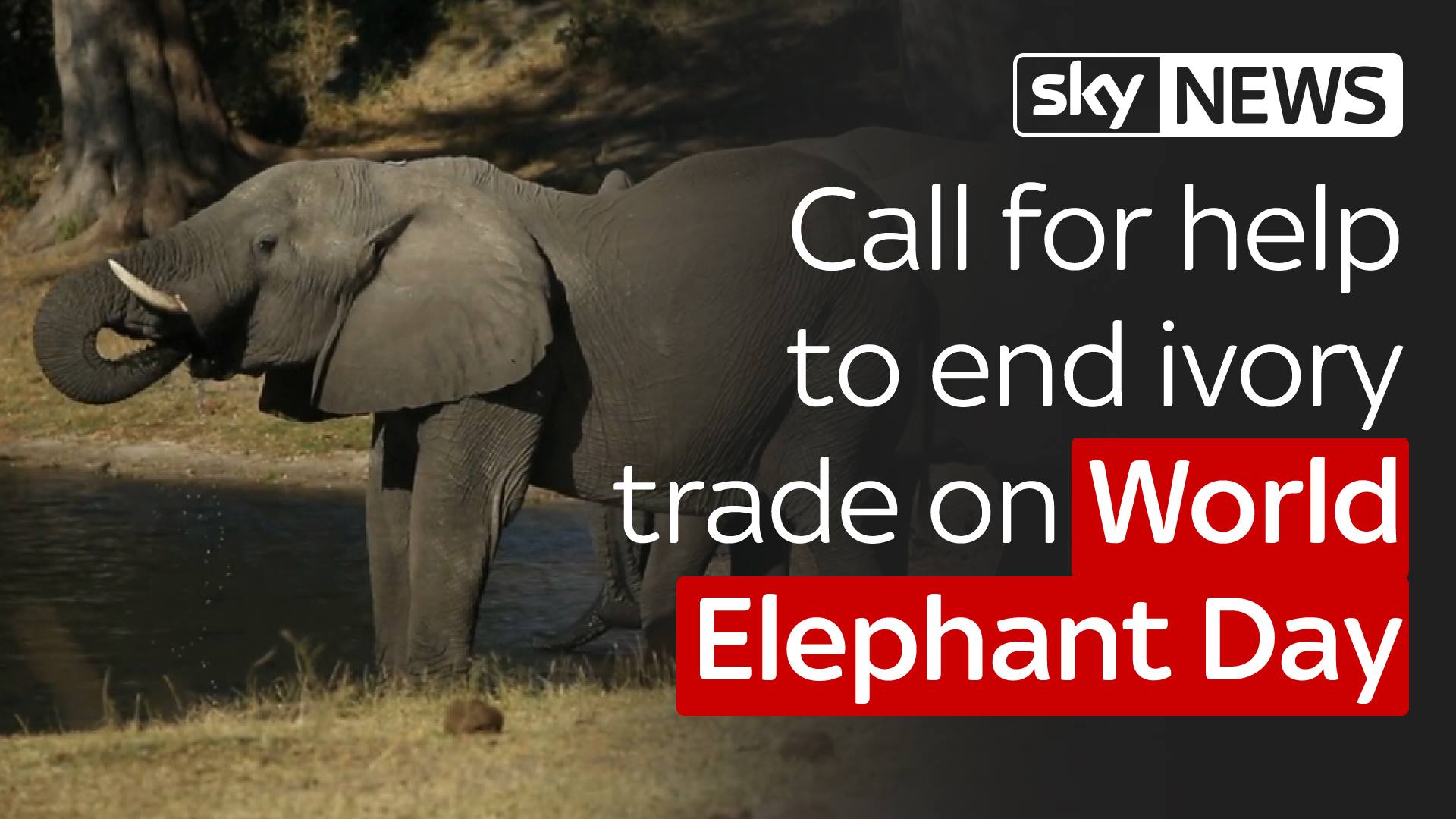Sky News Call For Help To Stop Ivory Trade