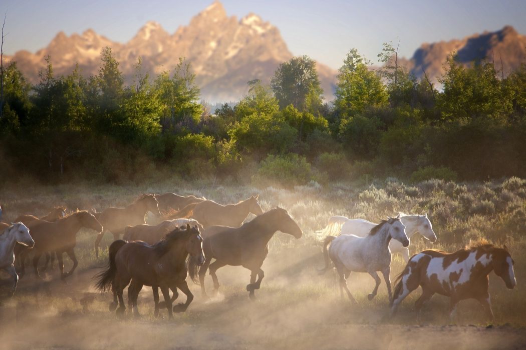 Horse Horses Herd Nature Wallpaper